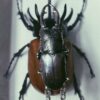 Lucy Sylvester Silver Stag Beetle Pendant